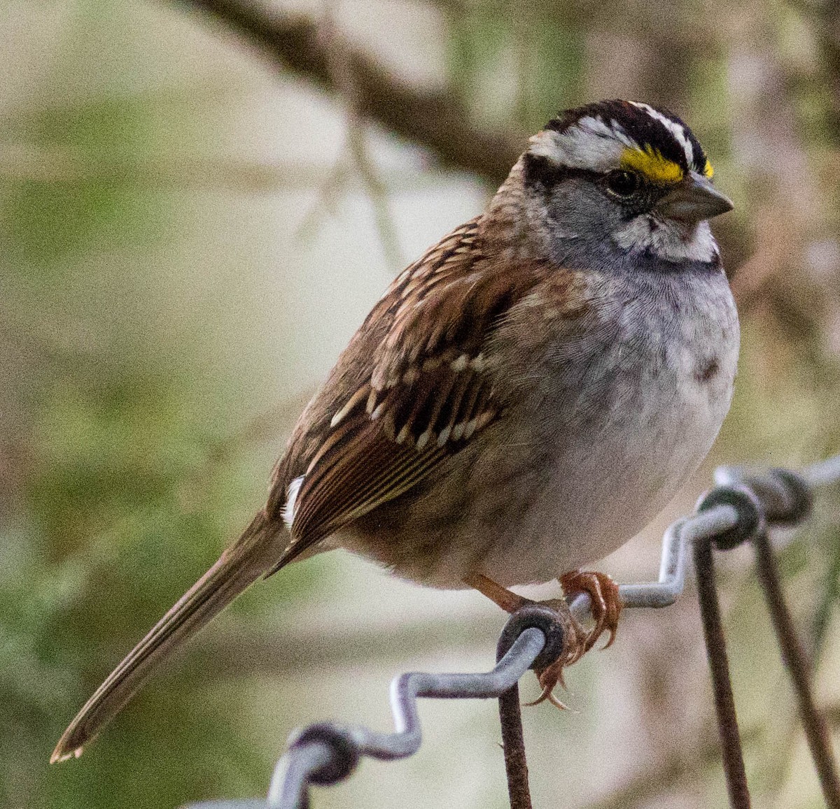 White-throated Sparrow - ML618574811