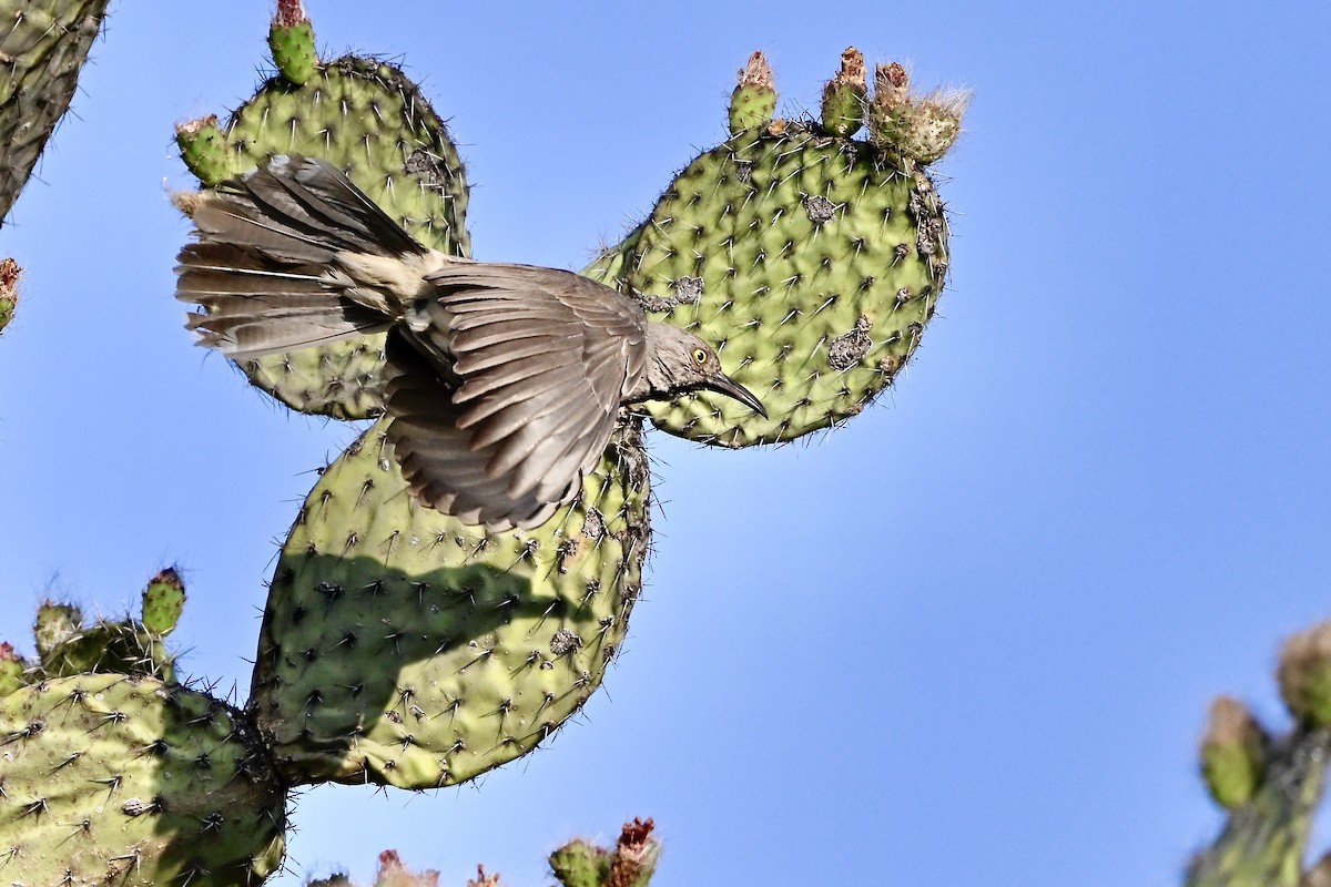 kaktusspottefugl (curvirostre gr.) - ML618574820