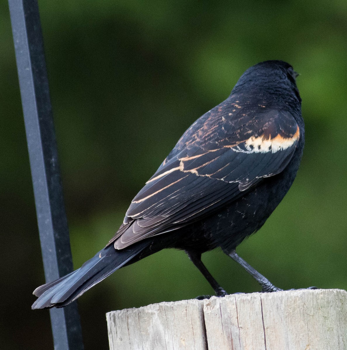 Red-winged Blackbird (Red-winged) - ML618574840