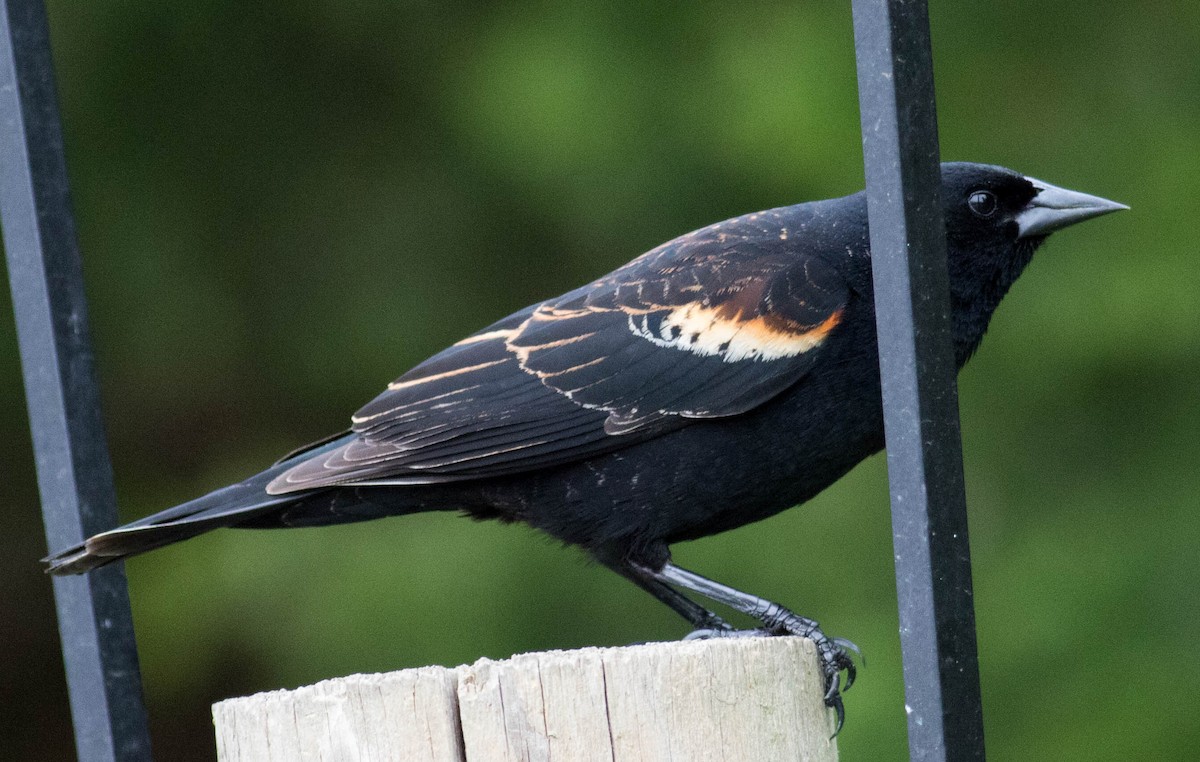 Red-winged Blackbird (Red-winged) - Elle McGee