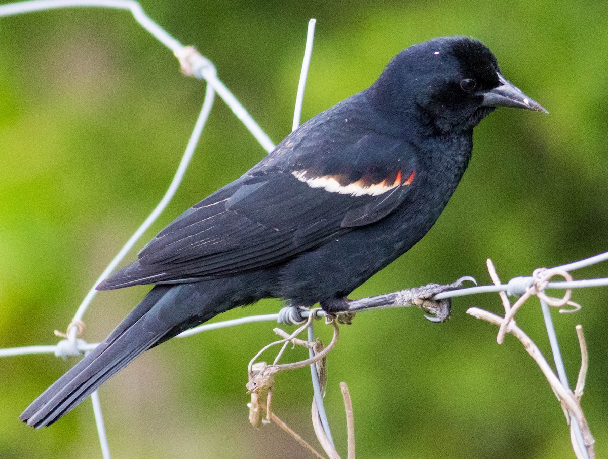 Red-winged Blackbird (Red-winged) - ML618574842