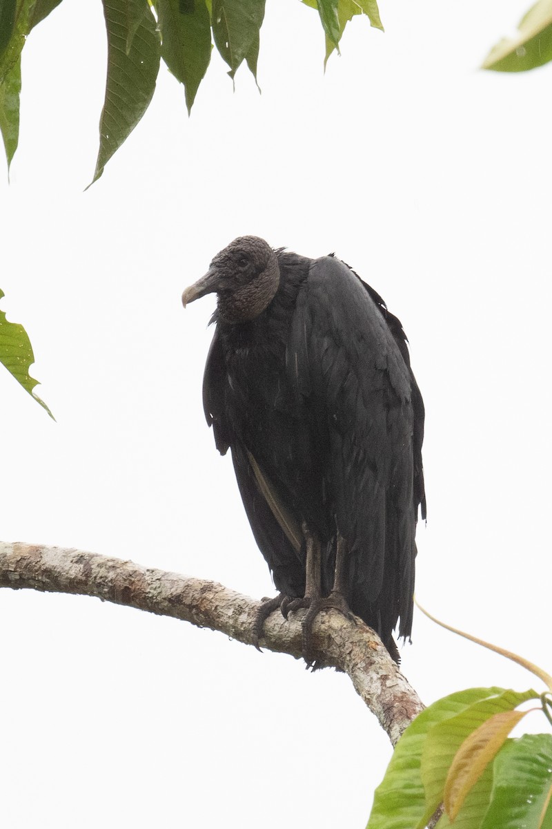 Black Vulture - ML618574867