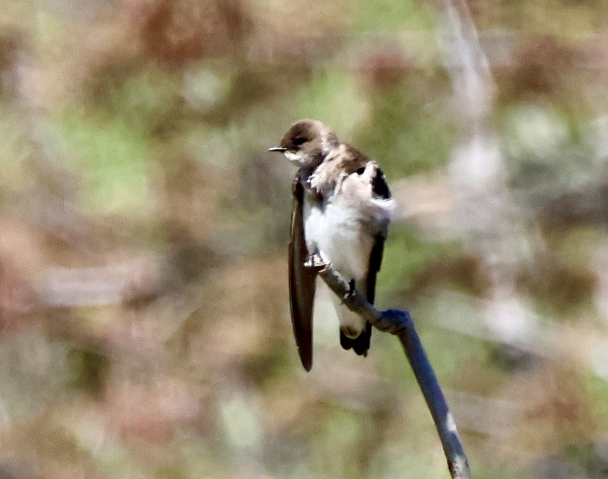 Northern Rough-winged Swallow - ML618574881