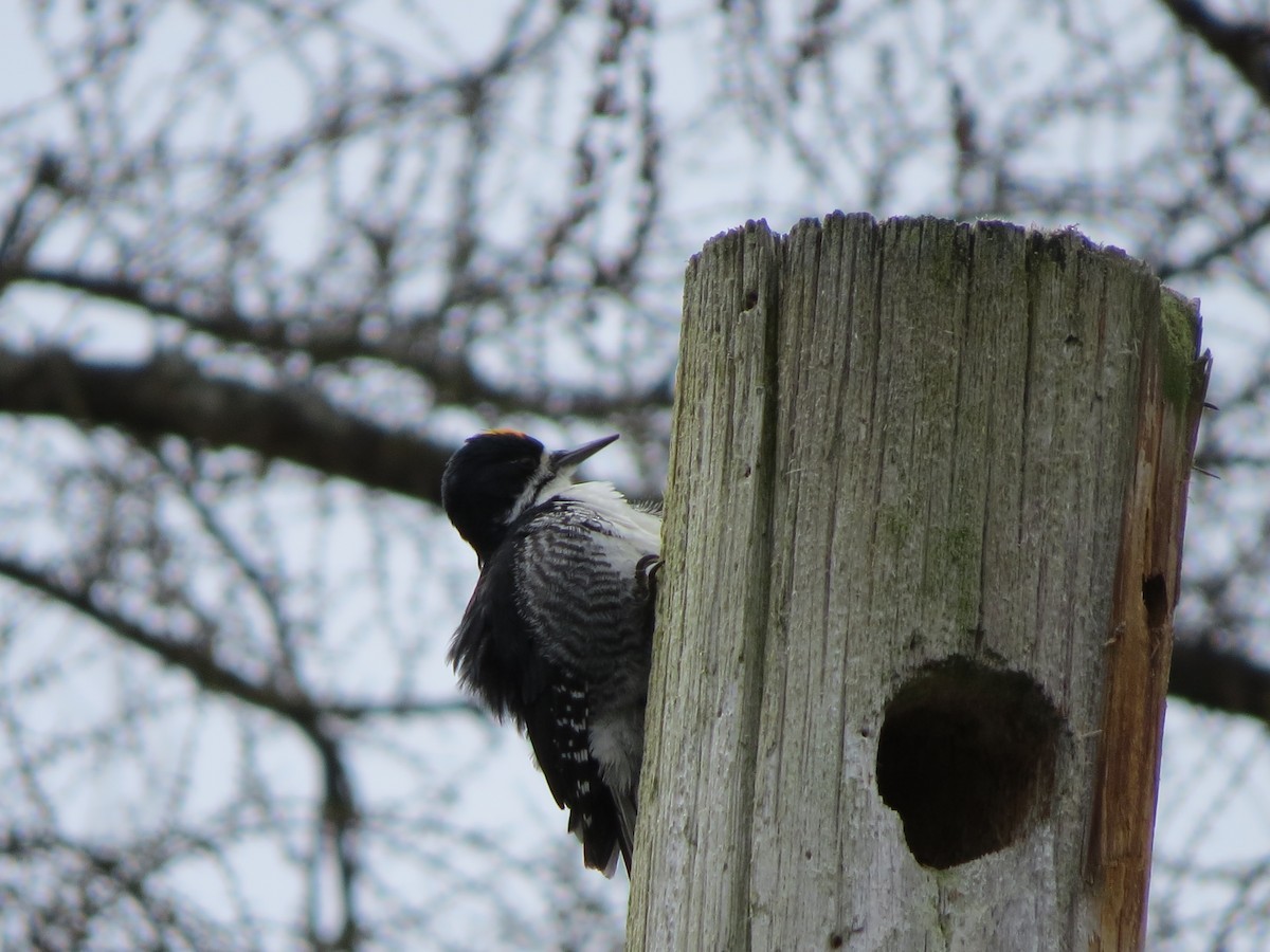 Black-backed Woodpecker - ML618574911