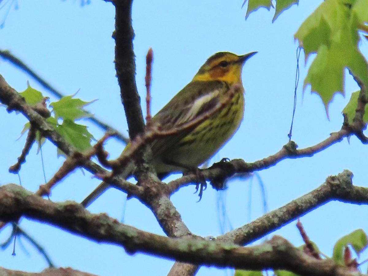 Cape May Warbler - ML618574914