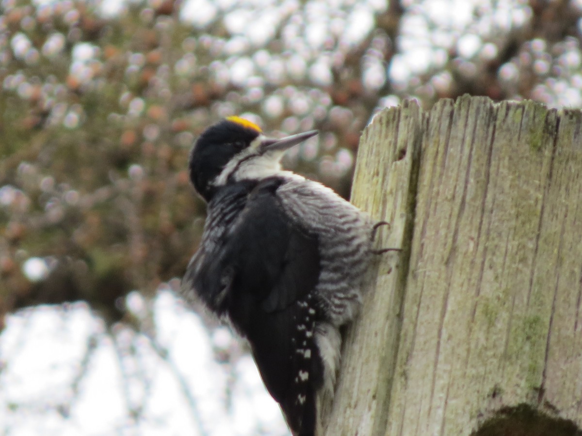 Black-backed Woodpecker - ML618574915