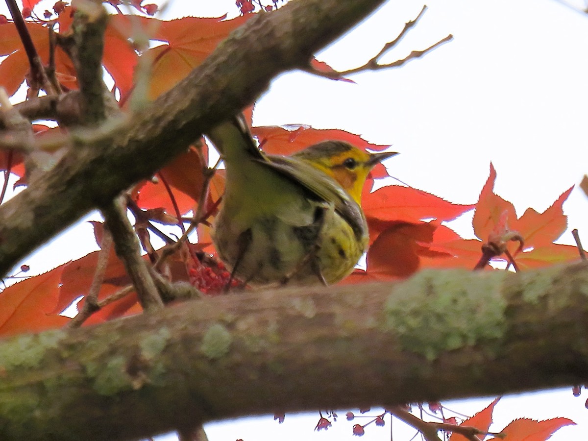 Cape May Warbler - ML618574916