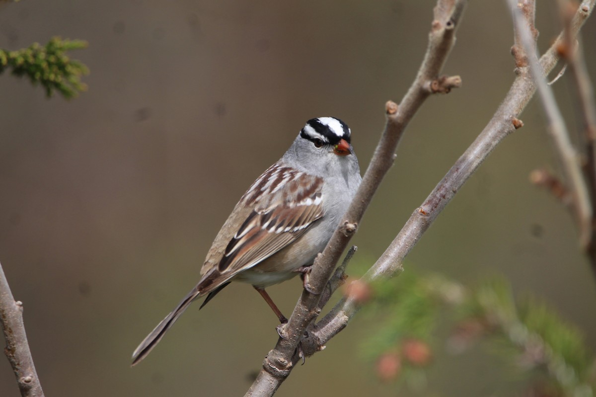White-crowned Sparrow - Doug Hegenauer