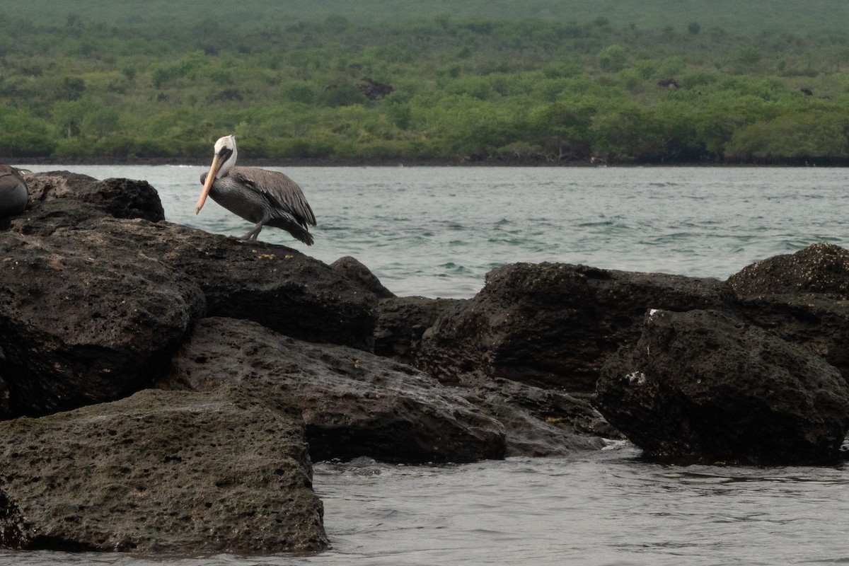 Brown Pelican (Galapagos) - ML618574928