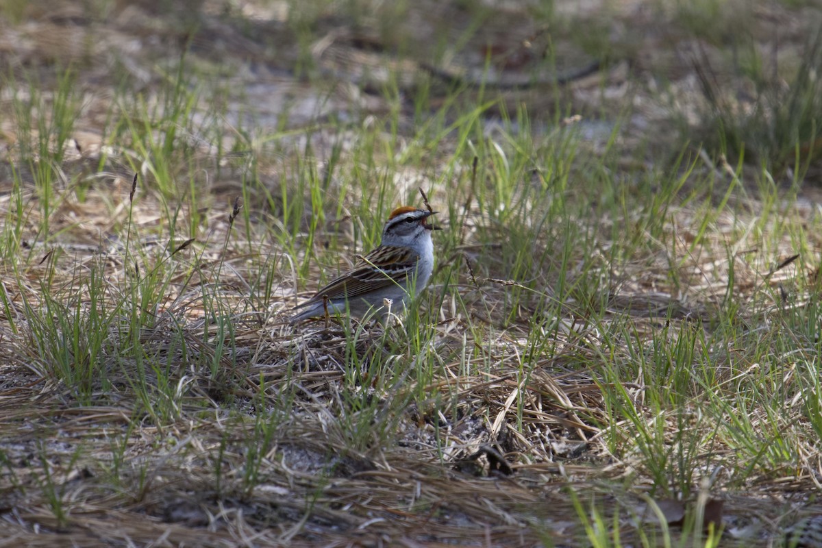 Chipping Sparrow - ML618574952