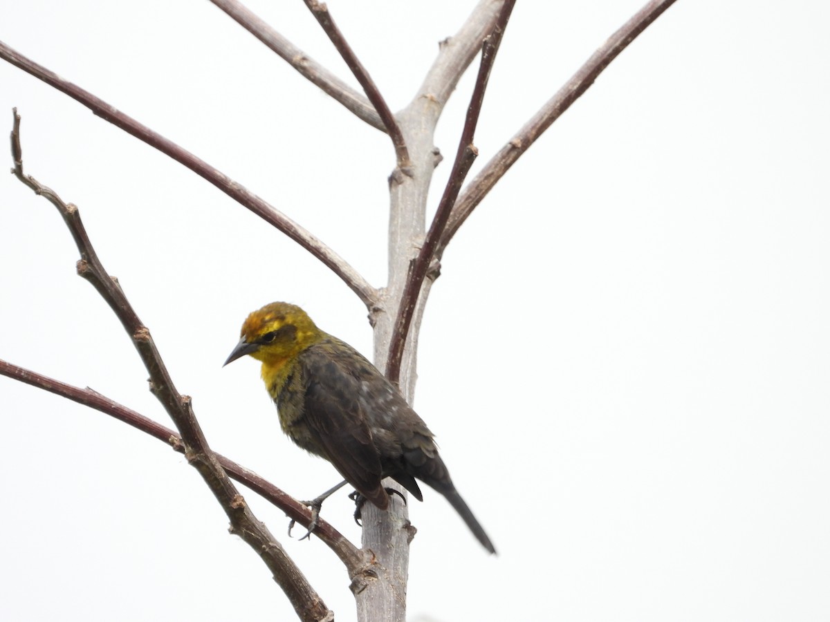Yellow-hooded Blackbird - Manuel Pérez R.