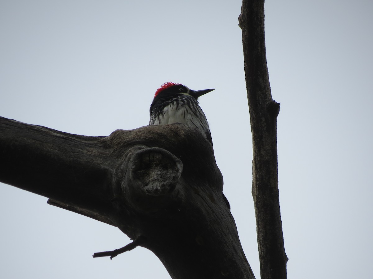 Acorn Woodpecker - ML618574962