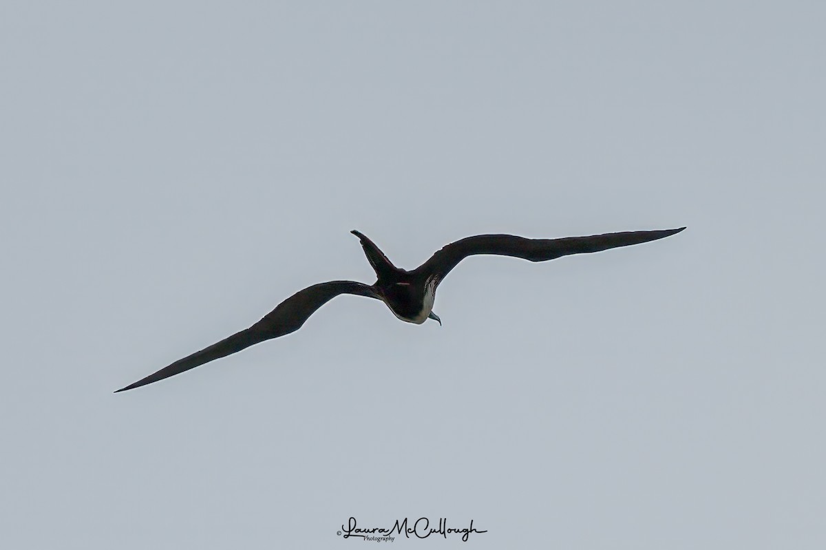 Magnificent Frigatebird - ML618574989