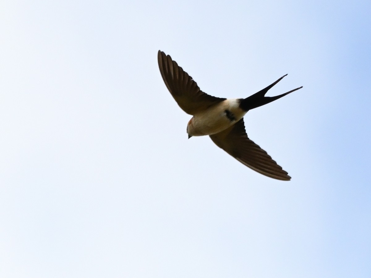 Red-rumped Swallow - ML618575053
