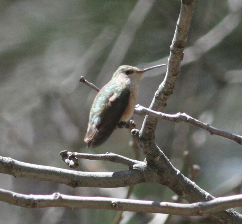 Rufous/Allen's Hummingbird - ML618575058