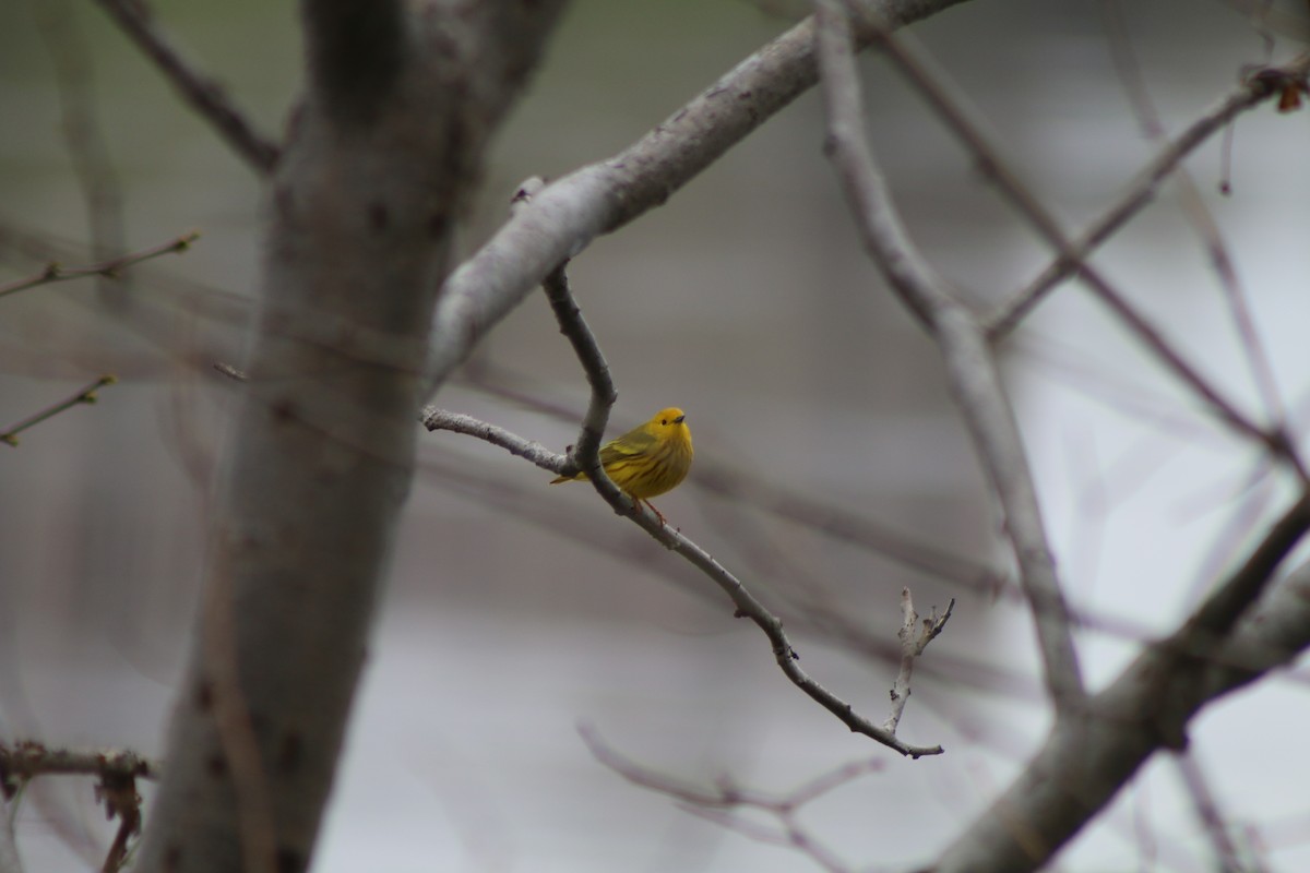 Yellow Warbler - Cory Ruchlin