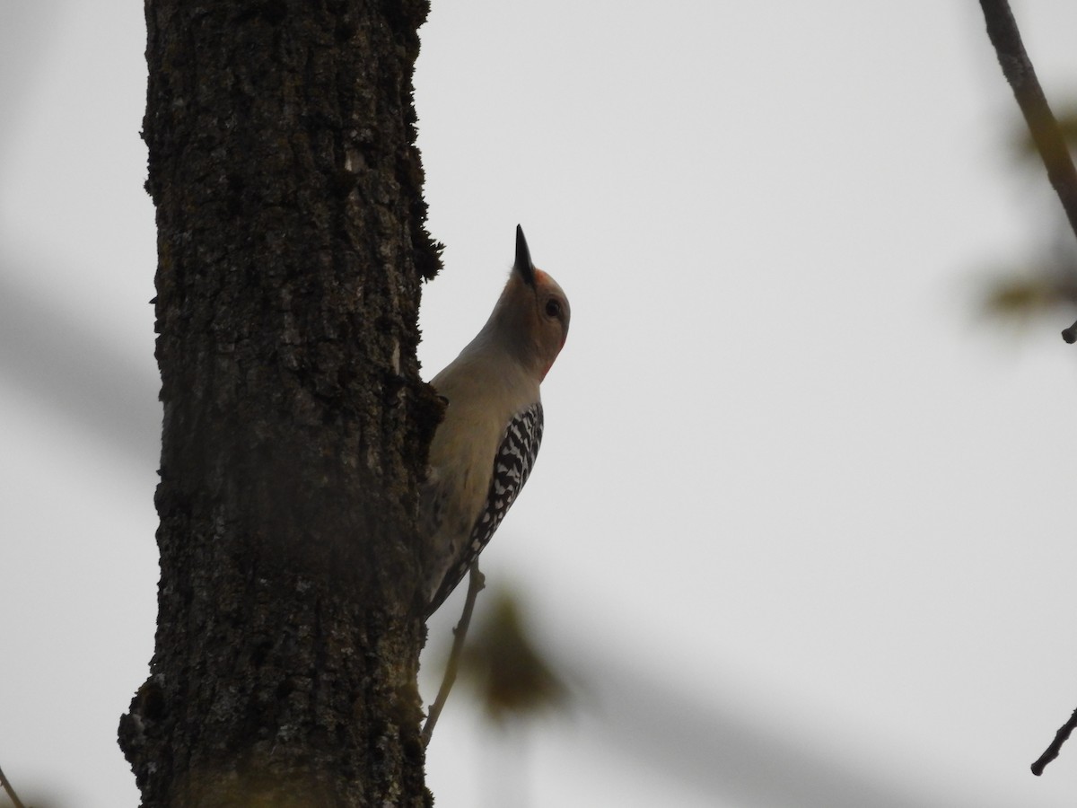 Red-bellied Woodpecker - ML618575110