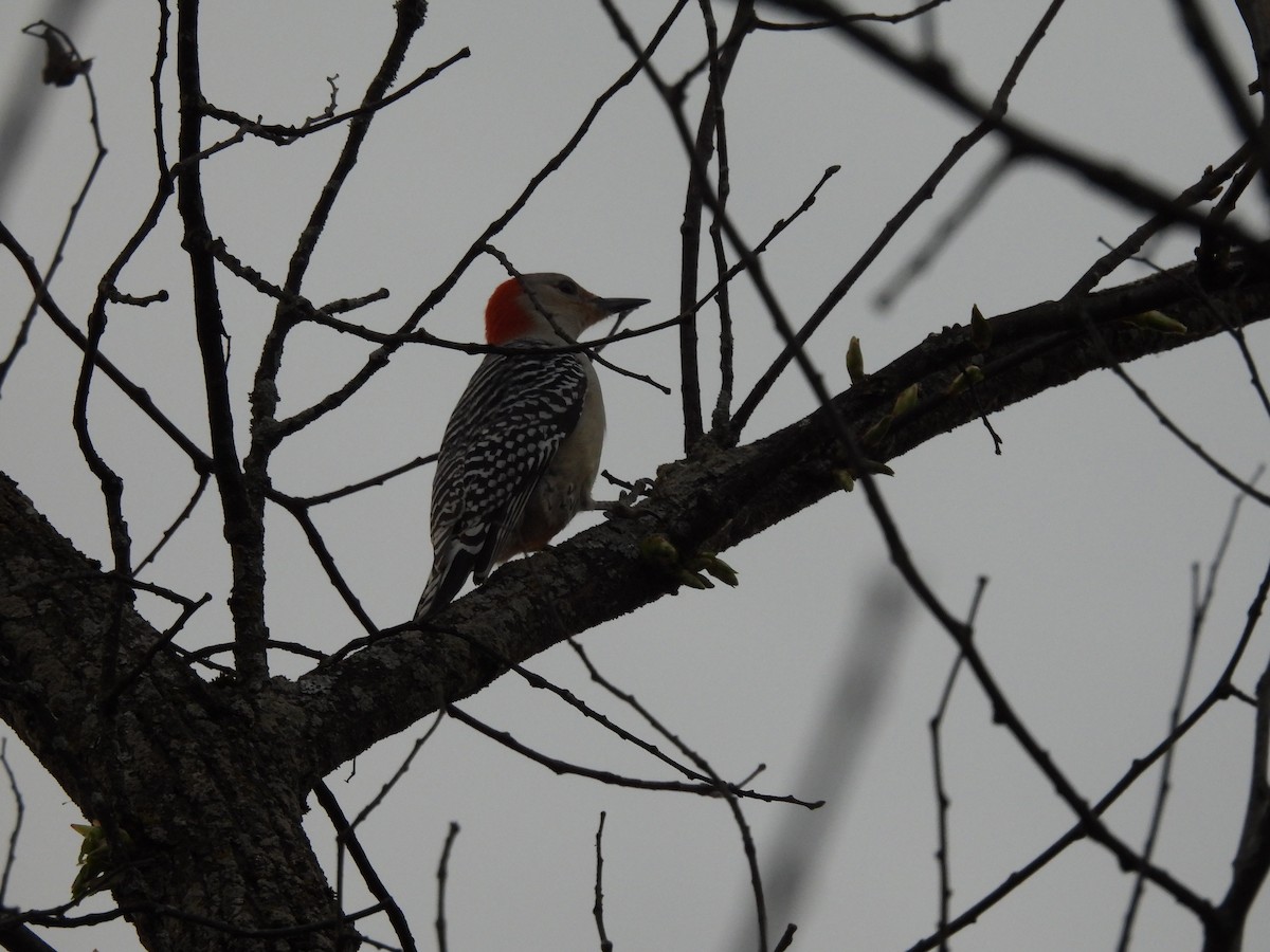Red-bellied Woodpecker - Myriam Lemieux