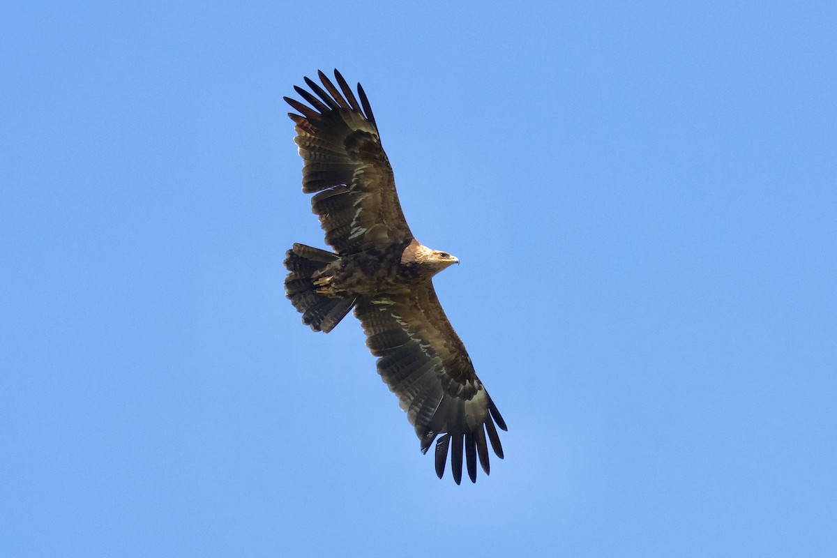 Lesser Spotted Eagle - ML618575112