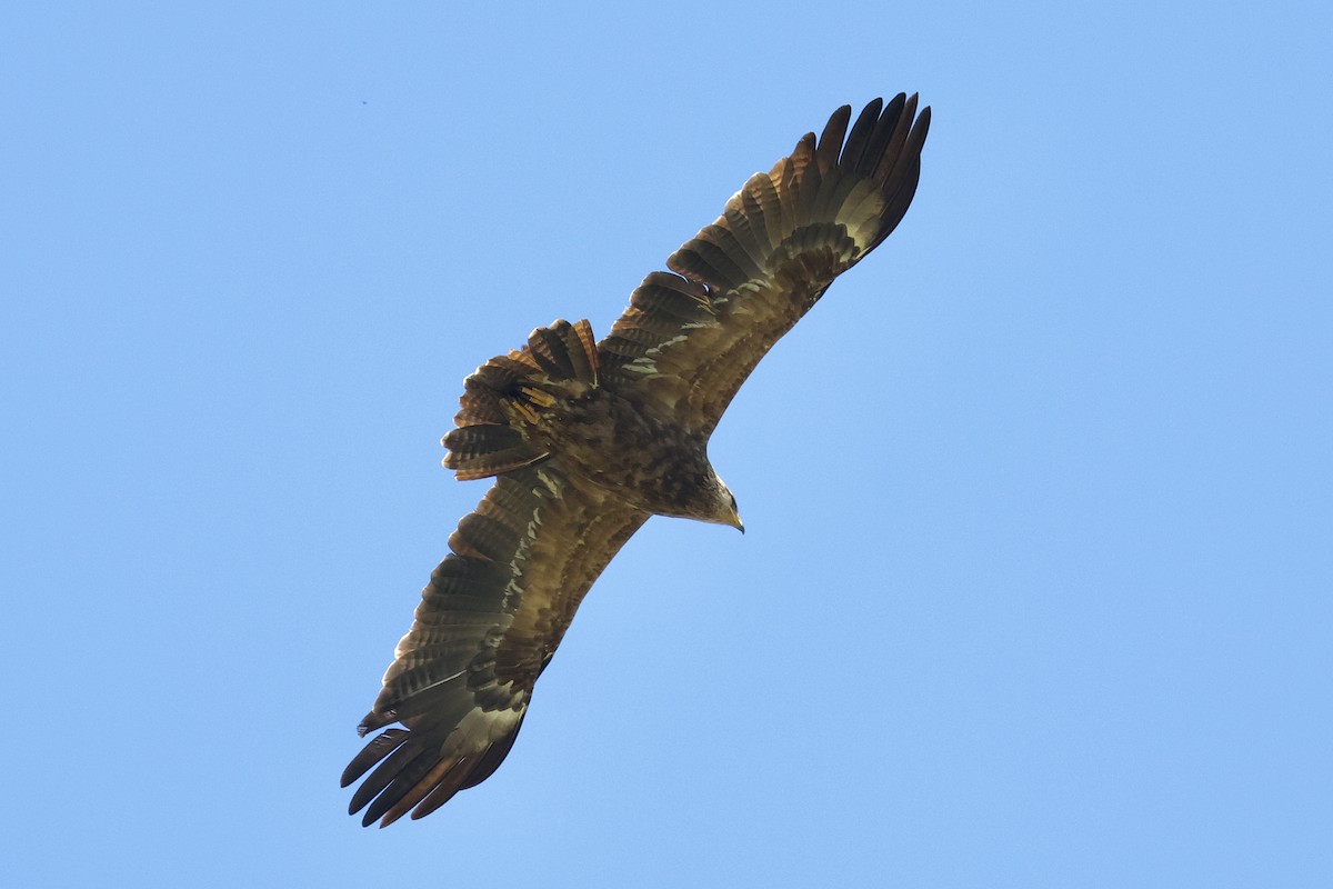 Lesser Spotted Eagle - Daniel Bocheński
