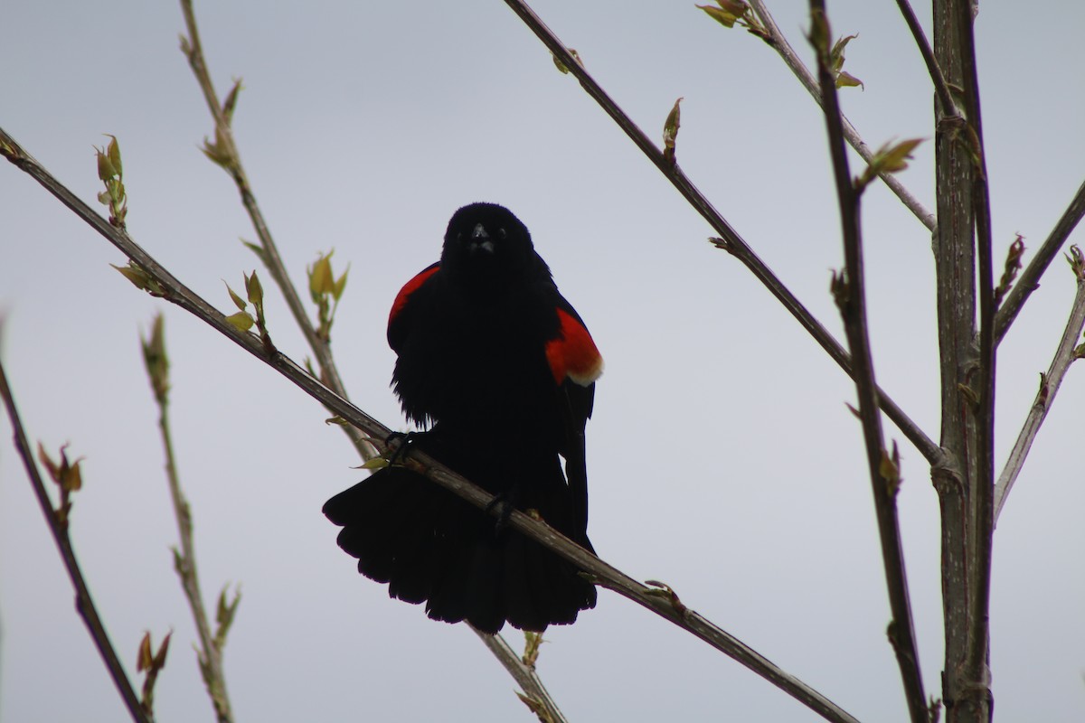 Red-winged Blackbird - ML618575130