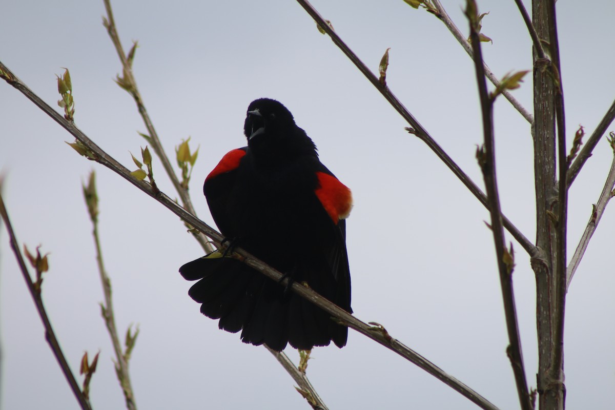 Red-winged Blackbird - ML618575131
