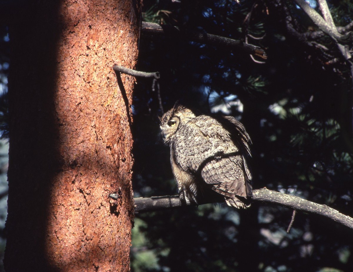 Great Horned Owl - ML618575134