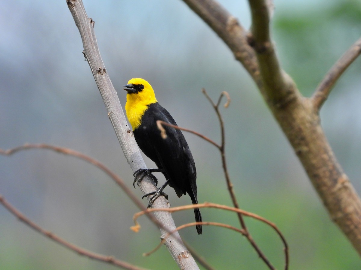 Yellow-hooded Blackbird - ML618575147