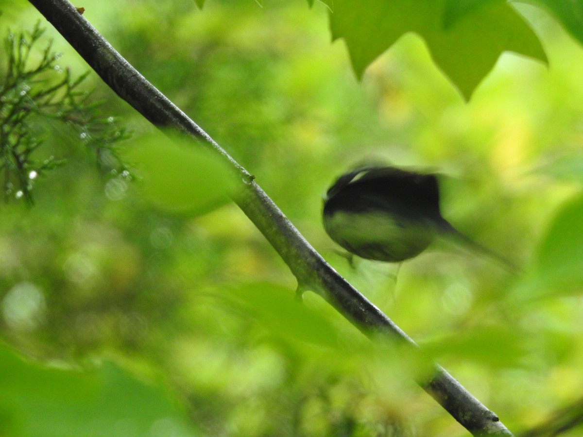Black-throated Blue Warbler - ML618575165