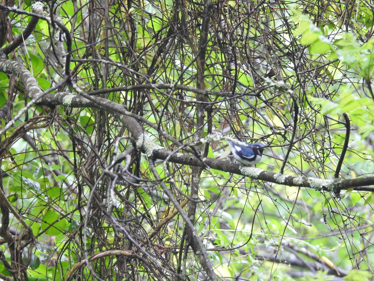 Black-throated Blue Warbler - ML618575200