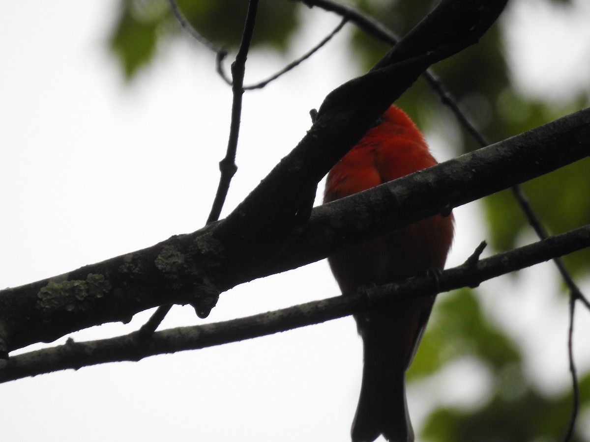 Scarlet Tanager - ML618575206