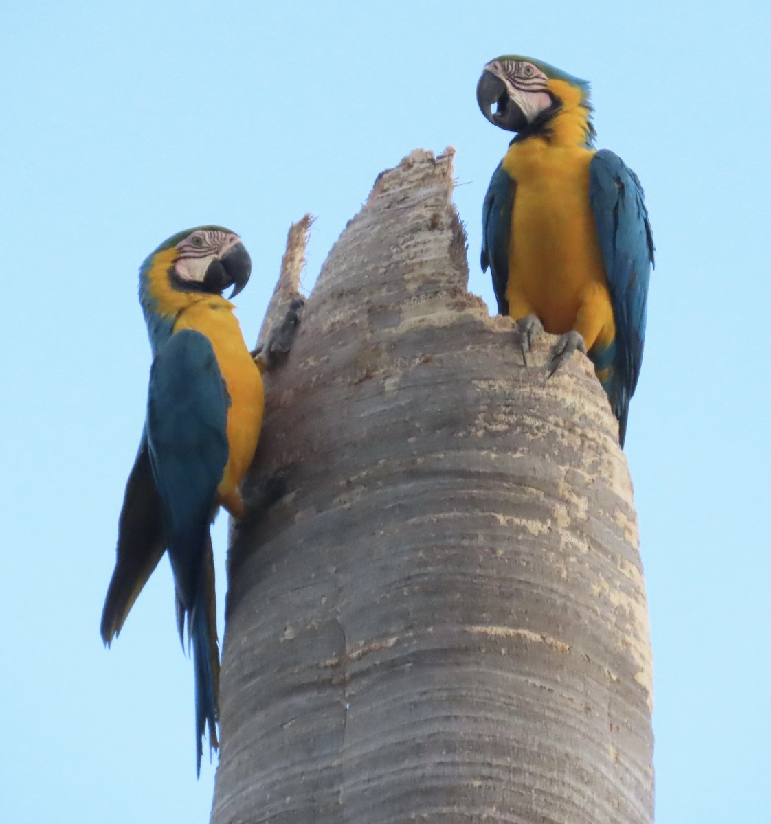 Blue-and-yellow Macaw - ML618575209