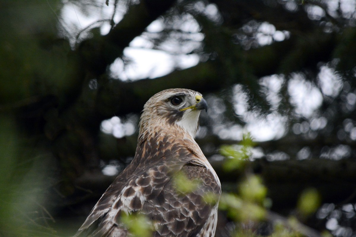 Red-tailed Hawk - ML618575217