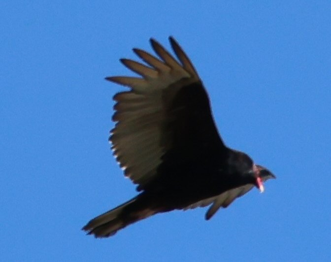 Turkey Vulture - ML618575239