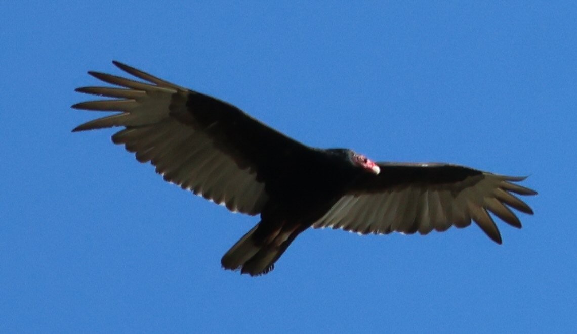 Turkey Vulture - ML618575240