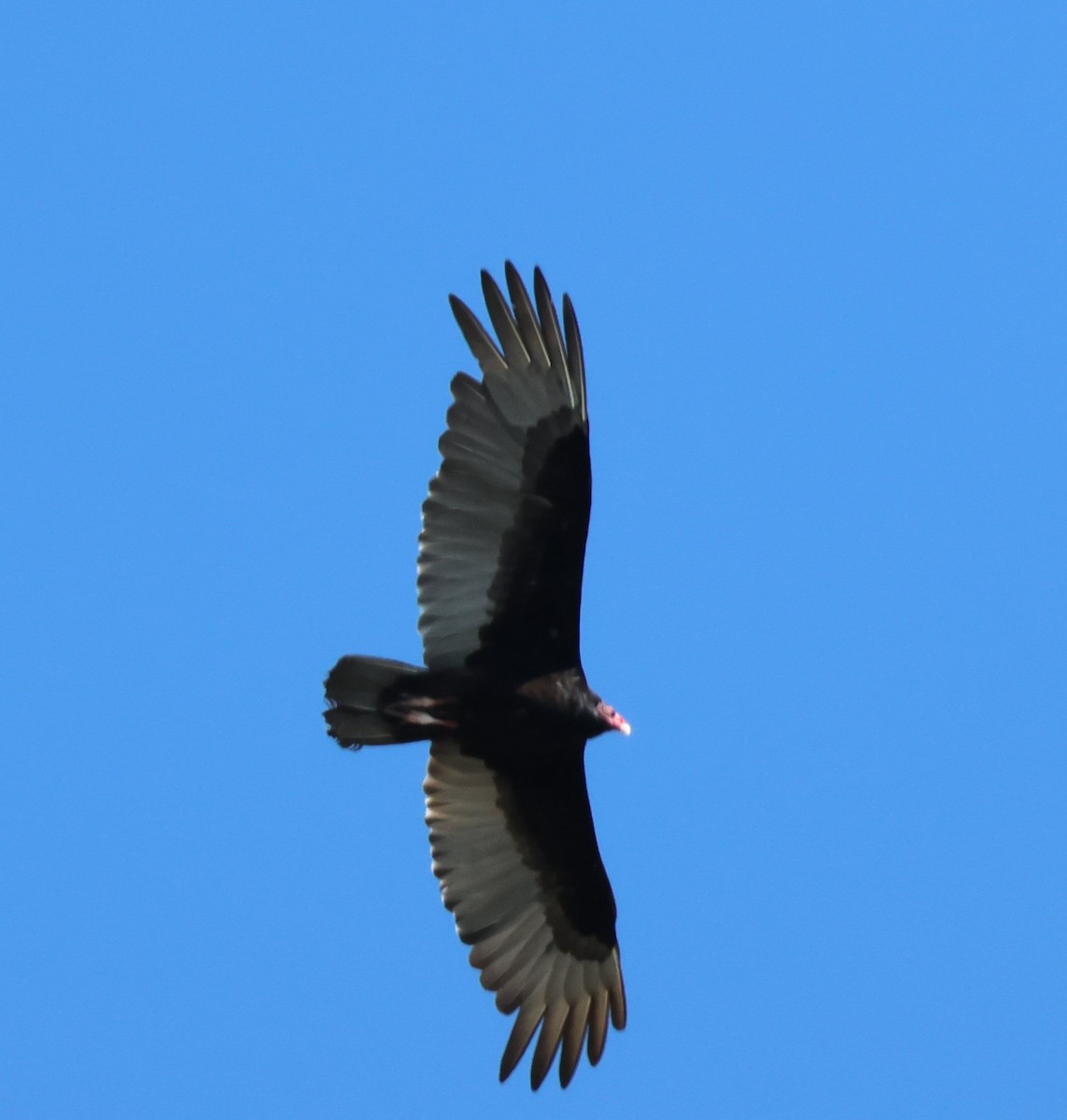 Turkey Vulture - ML618575242