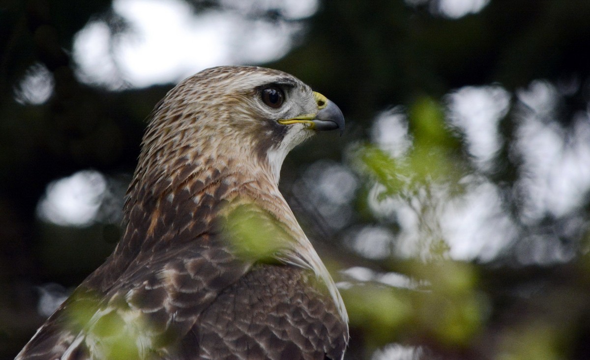 Red-tailed Hawk - ML618575246