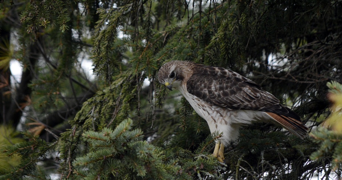Red-tailed Hawk - ML618575251
