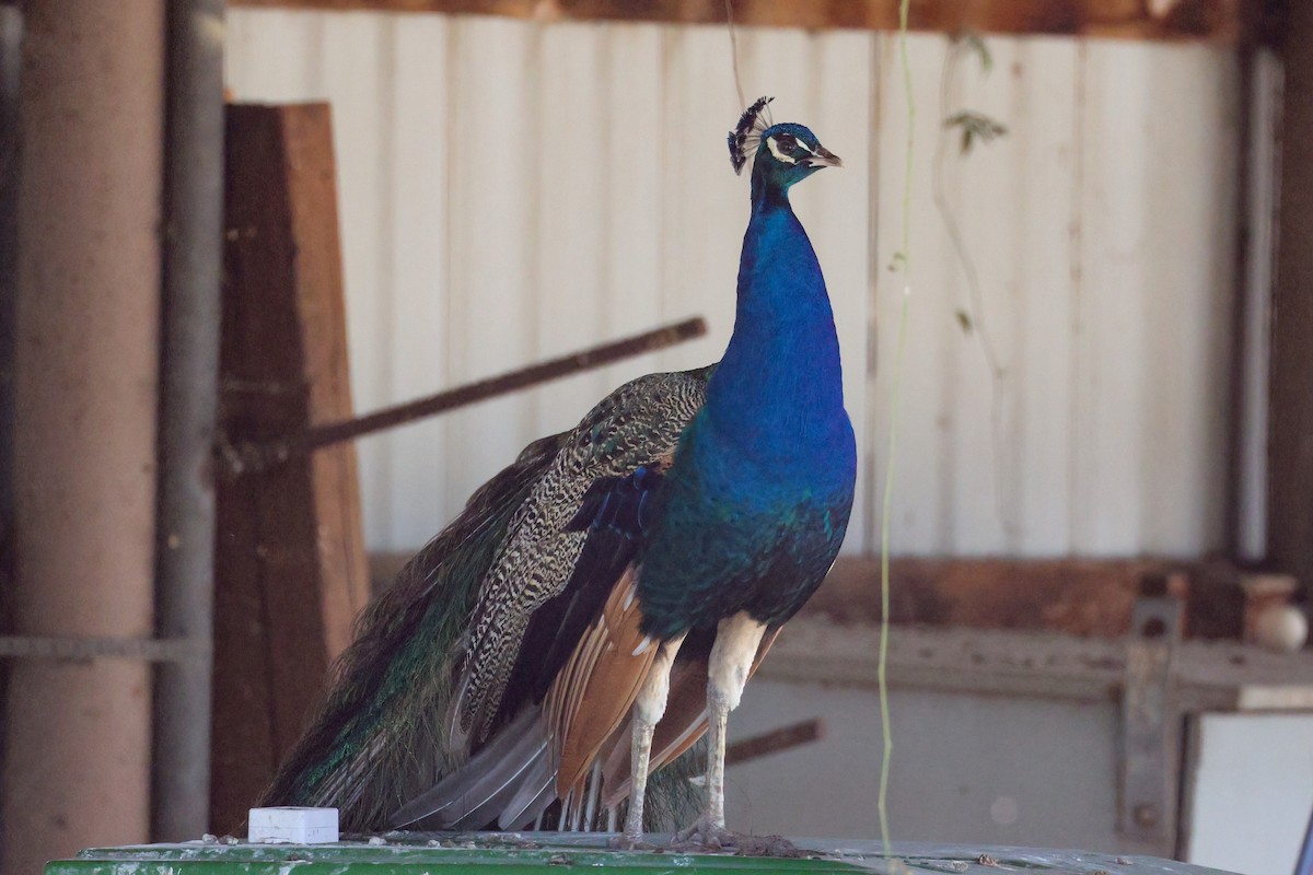 Indian Peafowl (Domestic type) - ML618575253