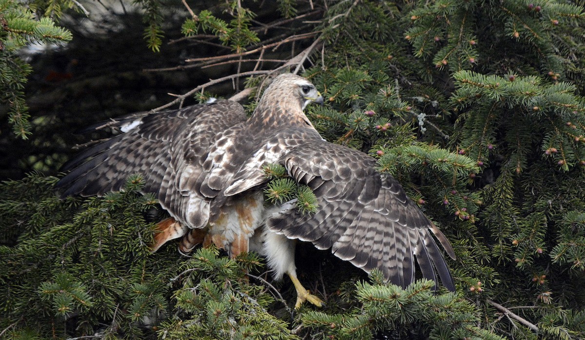 Red-tailed Hawk - ML618575272