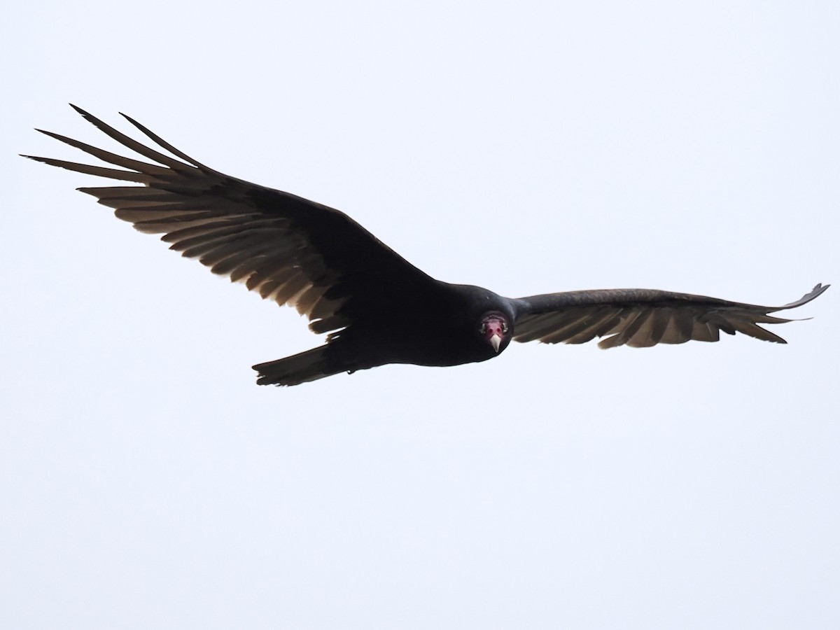 Turkey Vulture - ML618575295