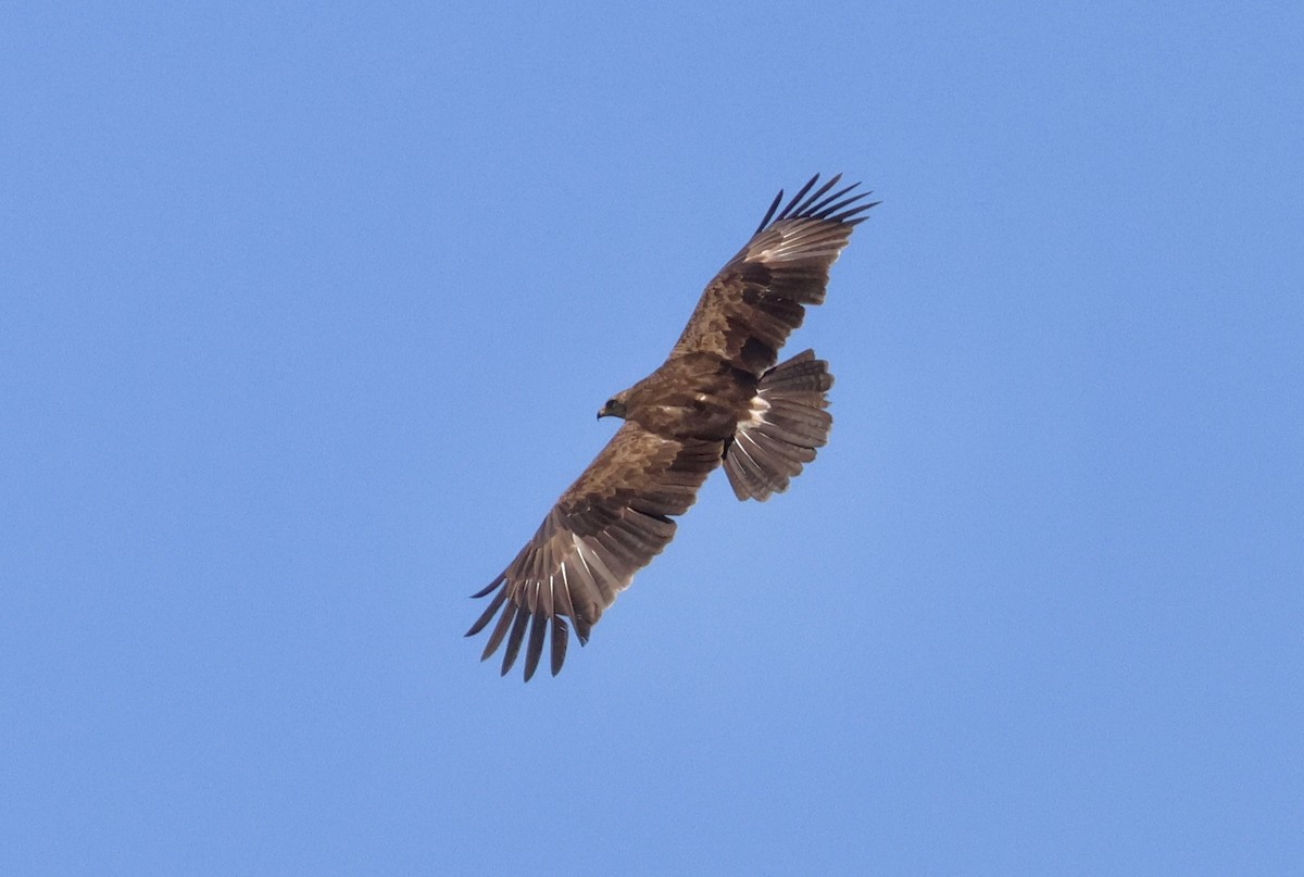 Lesser Spotted Eagle - ML618575314