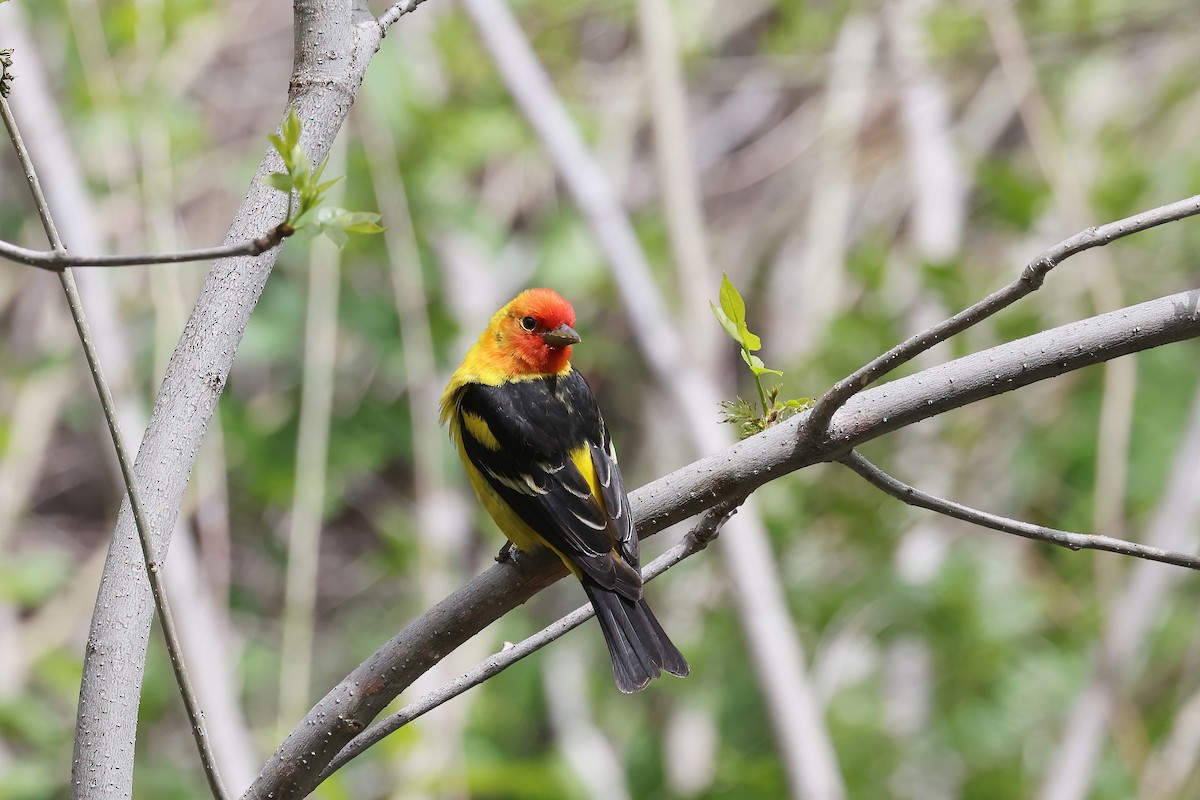 Western Tanager - ML618575336