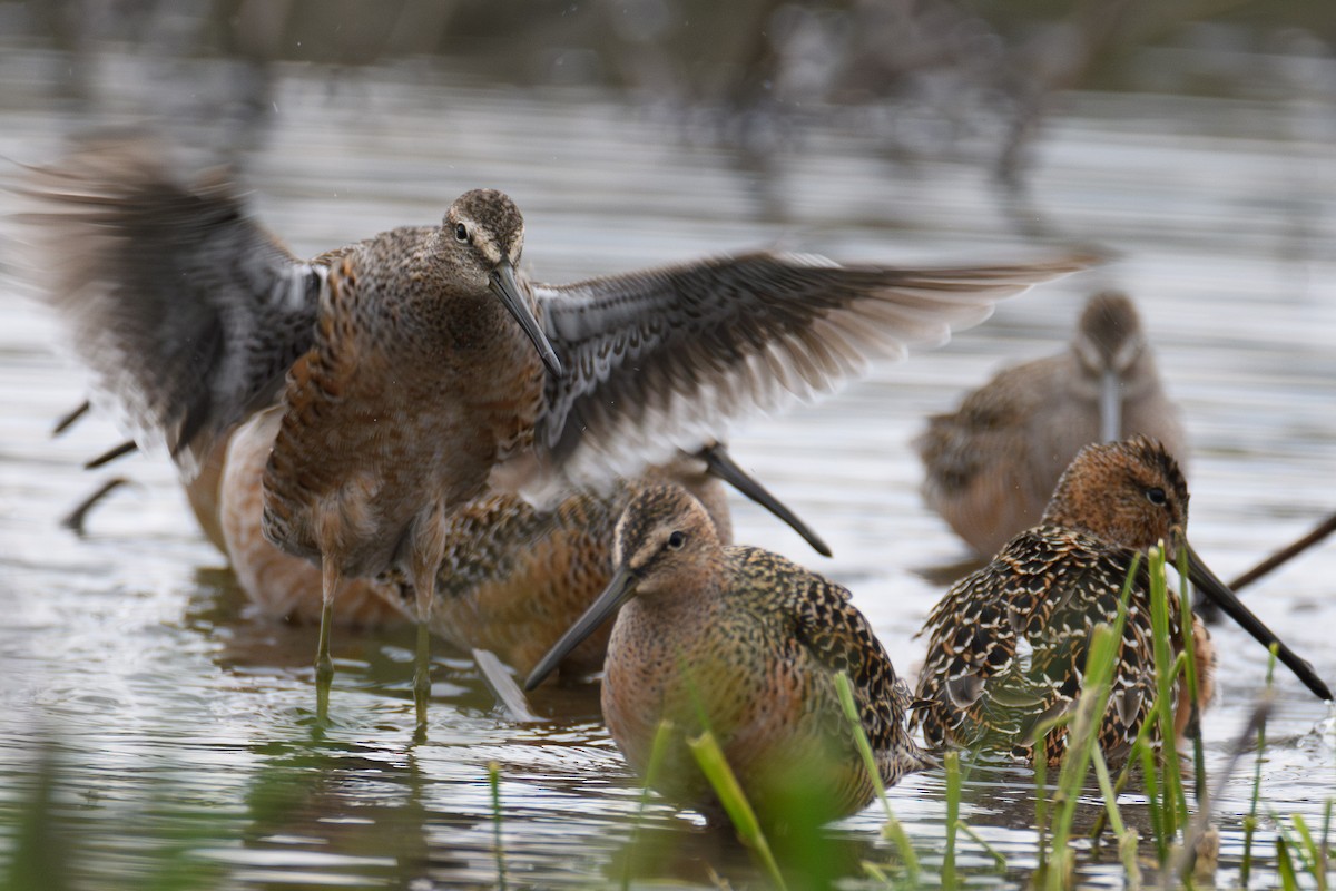 Long-billed Dowitcher - ML618575399