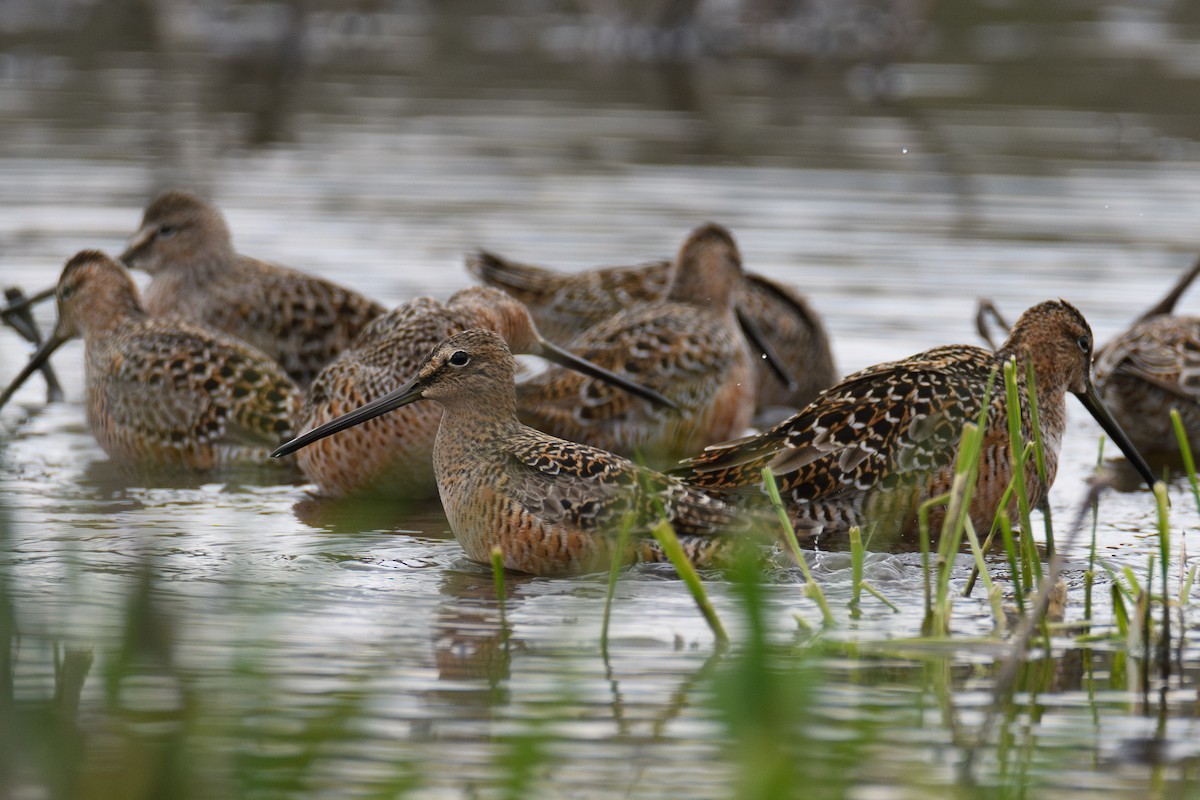 Long-billed Dowitcher - ML618575400