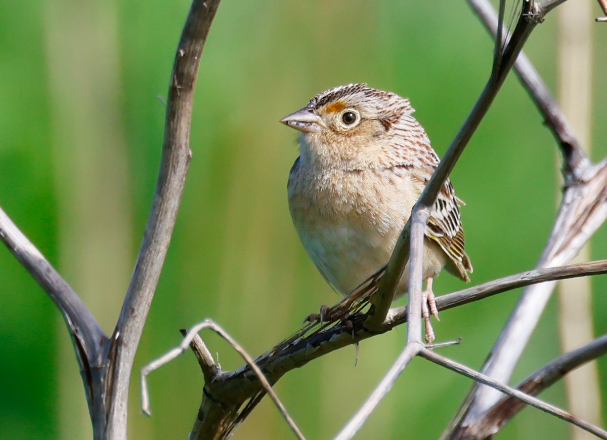Grasshopper Sparrow - Randall Everts