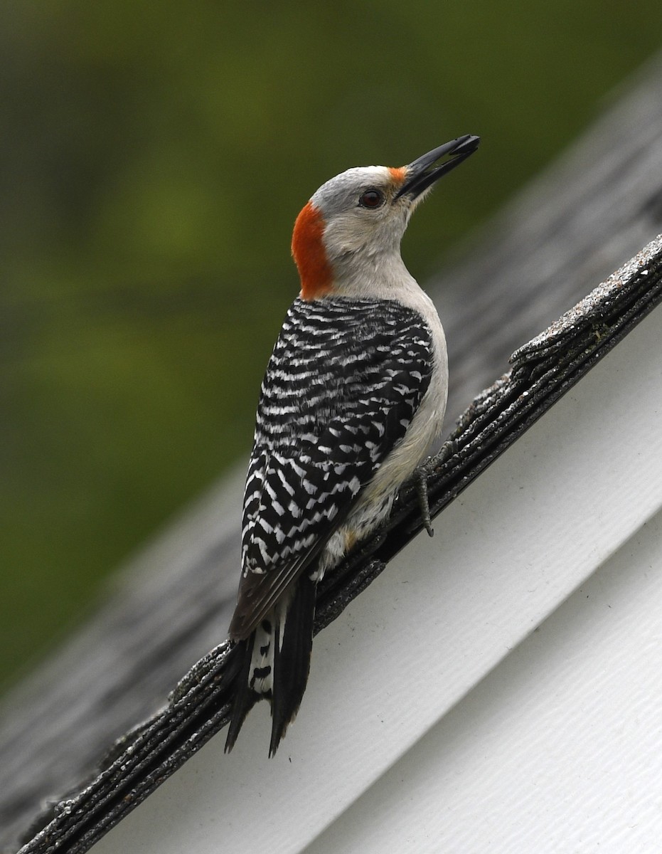 Red-bellied Woodpecker - ML618575483