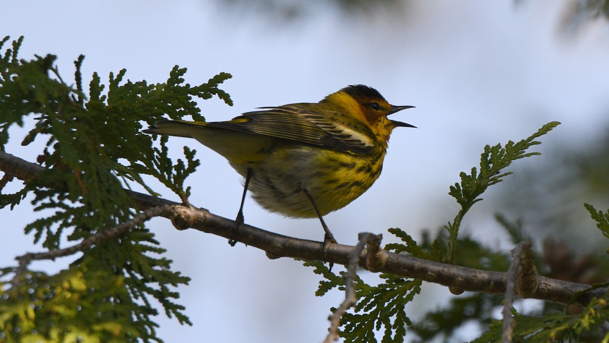 Cape May Warbler - ML618575493