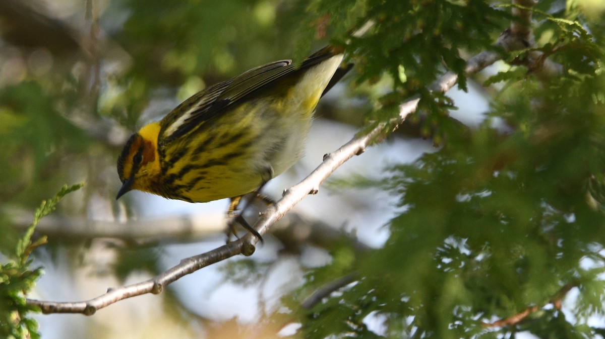 Cape May Warbler - ML618575494
