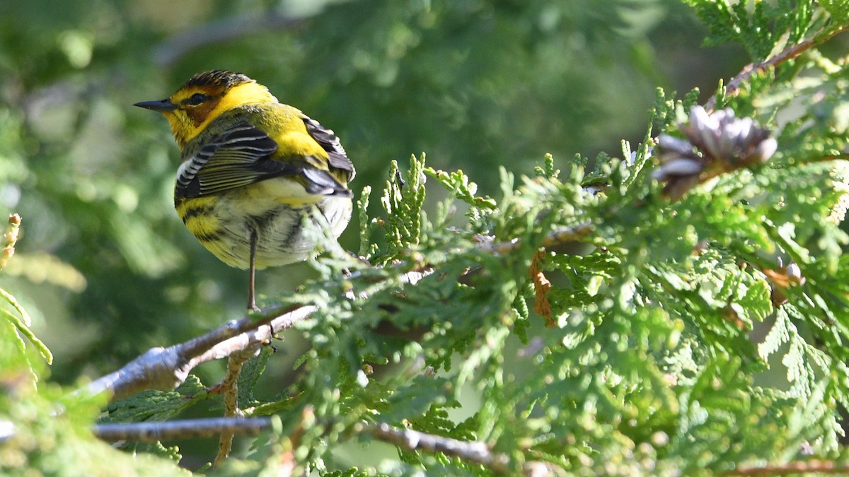 Cape May Warbler - Todd Norris